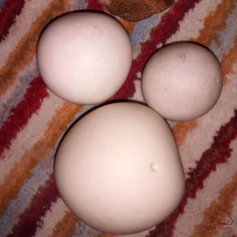 فروش سه عدد سنگ سفید گرد