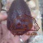 فروش پیکره تمام کهربا