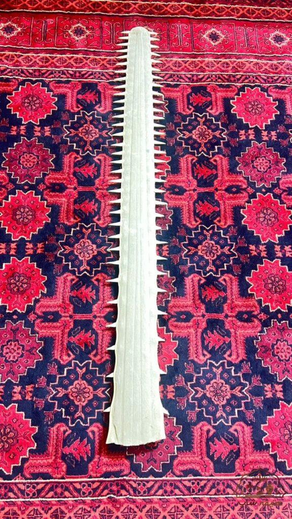 تیغه آره ماهی